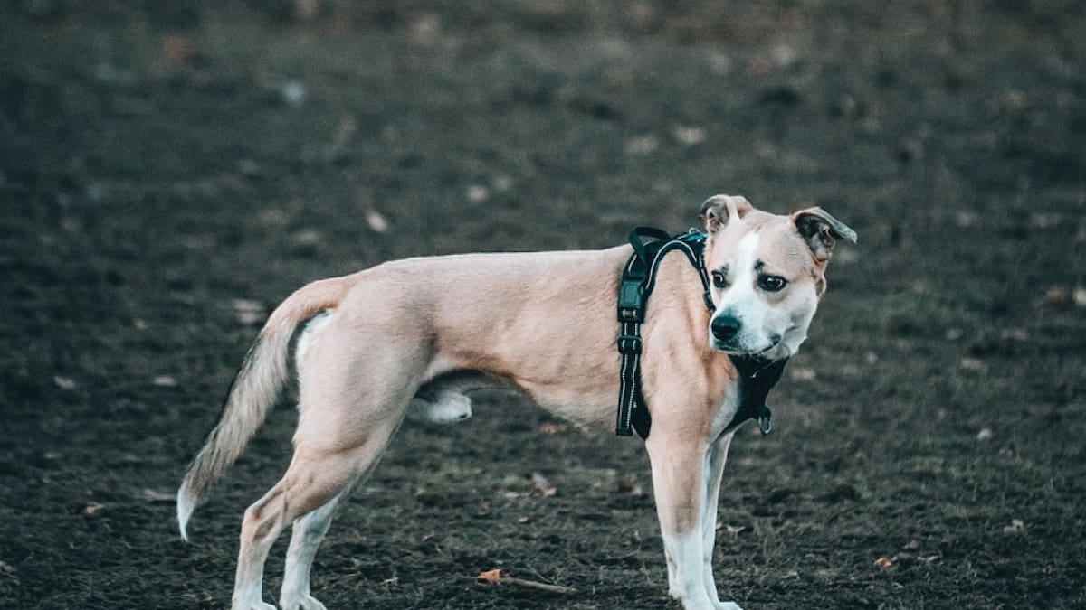 Durante el invierno es importante extremar los cuidados a la hora de salir a dar un paseo con tu perro. Foto: Freepik.
