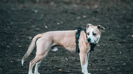 Durante el invierno es importante extremar los cuidados a la hora de salir a dar un paseo con tu perro. Foto: Freepik.
