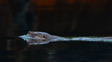 Chile lanza un plan de 15 años para salvar al huillín, una icónica nutria patagónica en peligro de extinción