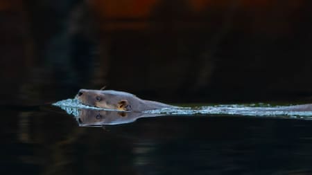 Huillín, un tipo de nutria gigante nativa en peligro de extinción.
