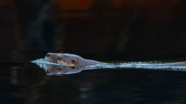 Chile lanza un plan de 15 años para salvar al huillín, una icónica nutria patagónica en peligro de extinción