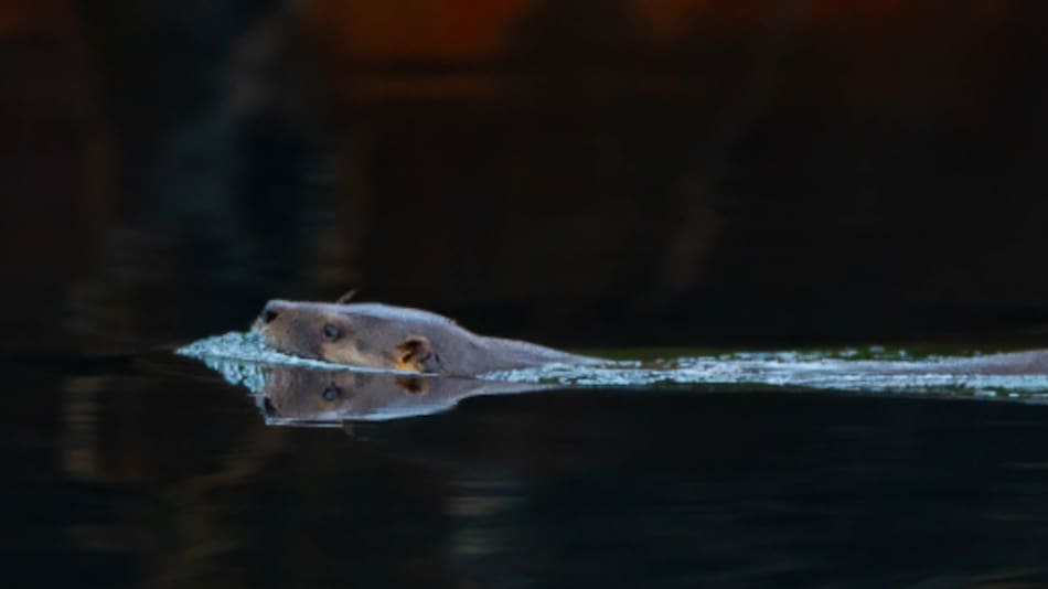 Huillín, un tipo de nutria gigante nativa en peligro de extinción.