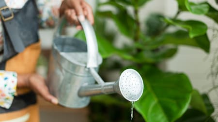 Alonso André, experto en plantas: “El exceso de riego y la deshidratación presentan los mismos síntomas, sacá la planta de la maceta y revisá esto”