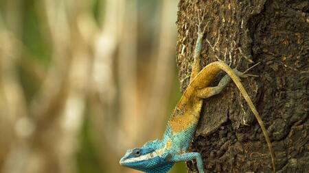 Nuevas especies descubiertas en Sudeste Asiático en riesgo de extinción. Foto: EFE.