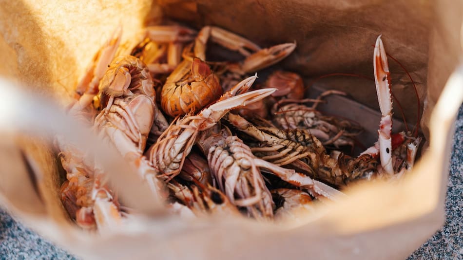 El análisis abarcó 182 muestras de distintas especies marinas. Foto: Unsplash.