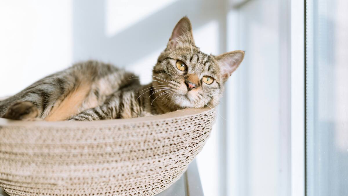 Gato. Foto: Unsplash