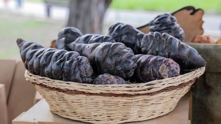 El "oro negro andino". Foto: vecteezy