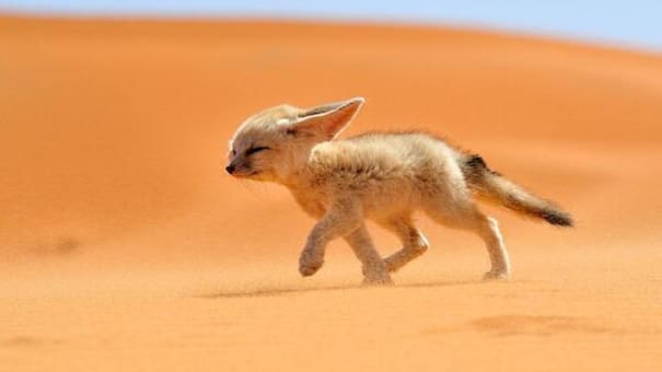 Lindo pero peligroso: el adorable zorro de enormes orejas que vive en el desierto