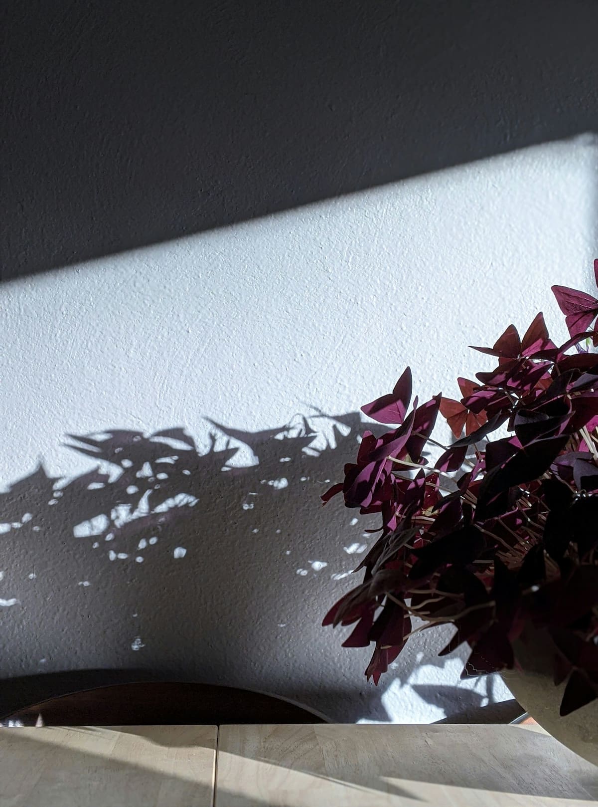 Oxalis triangularis.
