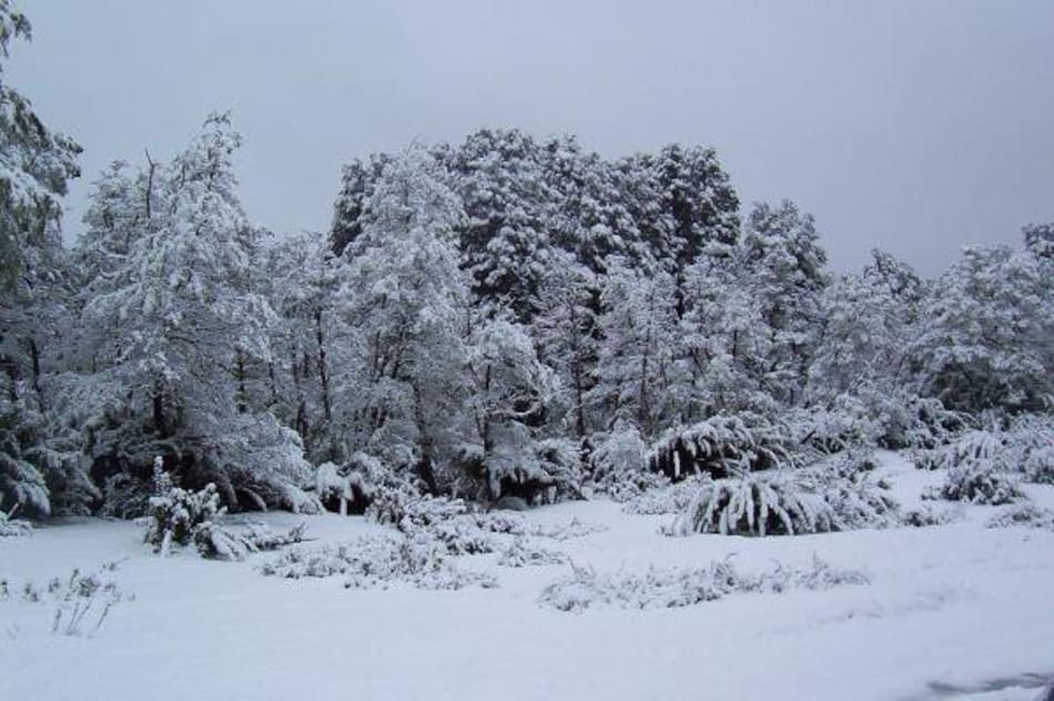 Ola polar