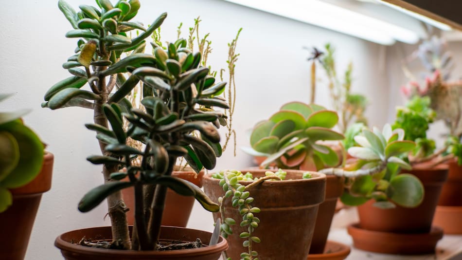 Las plantas ideales para decorar una oficina.