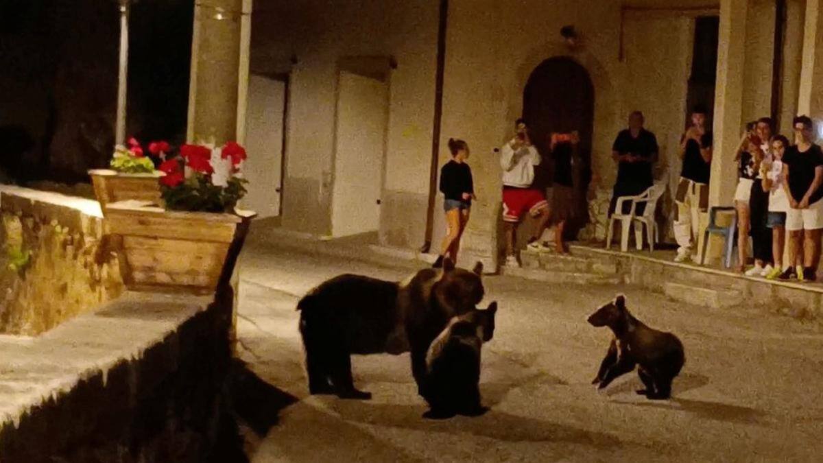 La osa Amarena asesinada en Italia. Foto: captura de video
