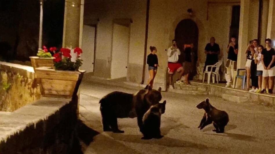 La osa Amarena asesinada en Italia. Foto: captura de video
