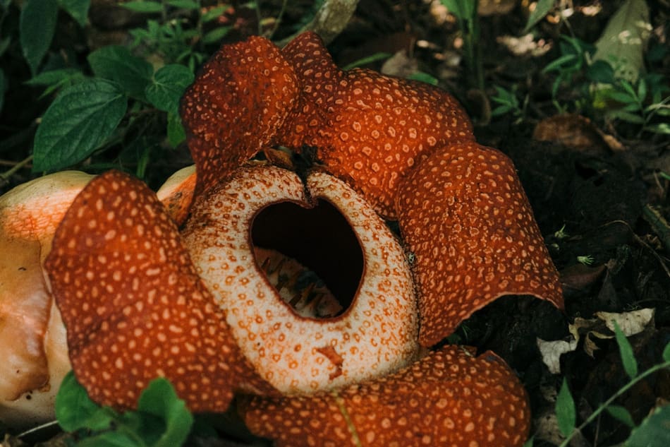 Flor Rafflesia en peligro de extinción. Foto: Unsplash