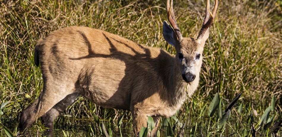 Ciervo de los pantanos (Blastocerus dichotomus). Foto: Argentina.gob