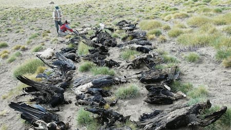 Cóndores muertos en Mendoza