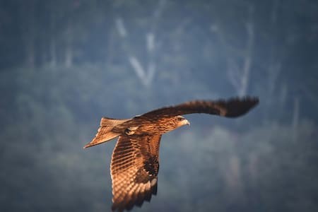 Los halcones de fuego causan incendios forestales para cazar. Foto: Unsplash.
