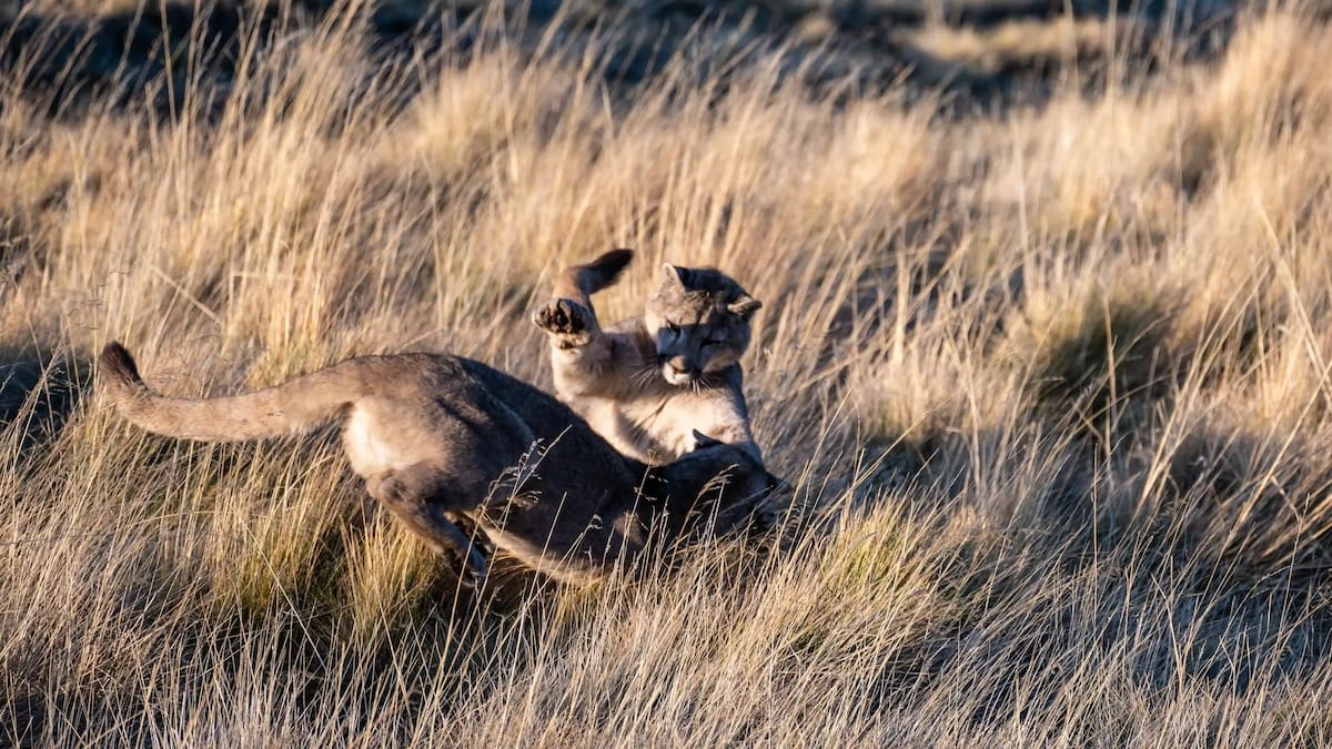 Pumas en libertad en el Parque Nacional Torres del Paine.