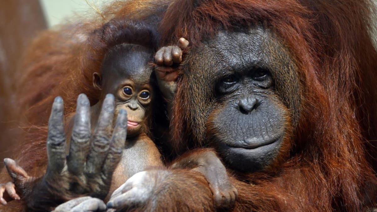 Dos bebes orangután son el atractivo en el Zoológico de Guadalajara. Foto: EFE.