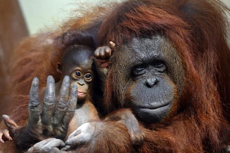 Dos bebes orangután son el atractivo en el Zoológico de Guadalajara. Foto: EFE.
