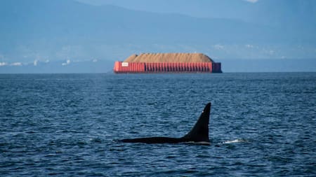 Misterios de la naturaleza: ¿por qué las orcas atacan y hunden barcos?