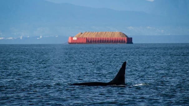 Misterios de la naturaleza: ¿por qué las orcas atacan y hunden barcos?