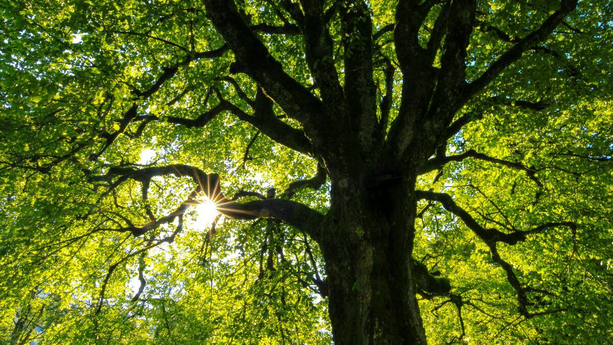 Los árboles reducen los efectos del calentamiento global. Foto: Unsplash.