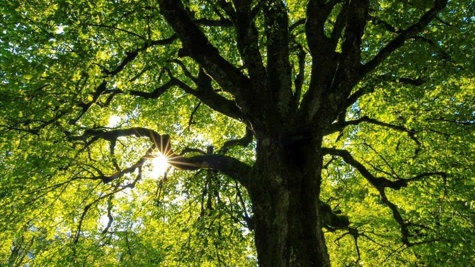 Los árboles reducen los efectos del calentamiento global. Foto: Unsplash.