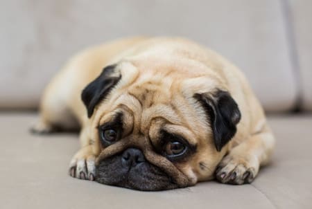 Perro; mascota. Foto: Freepik