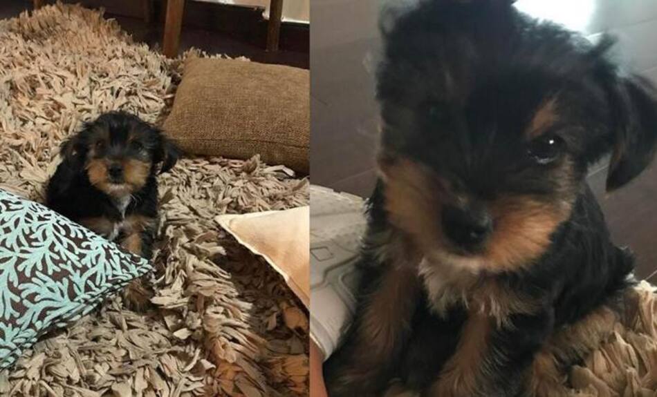 Perro de Cinthia Fernández