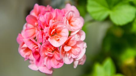 Cómo cuidar tu malvón