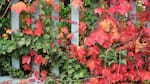 De verde a rojo: la fascinante planta trepadora de crecimiento rápido que aporta mucho color a tu jardín en otoño
