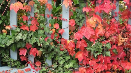 De verde a rojo: la fascinante planta trepadora de crecimiento rápido que aporta mucho color a tu jardín en otoño