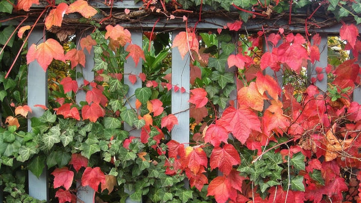 De verde a rojo: la fascinante planta trepadora de crecimiento rápido que aporta mucho color a tu jardín en otoño