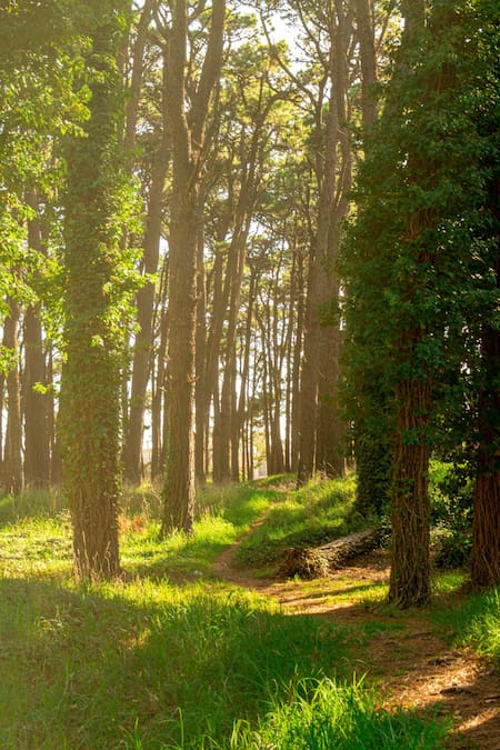 Parque Miguel Lillo, Necochea. Foto necochea.tur.ar