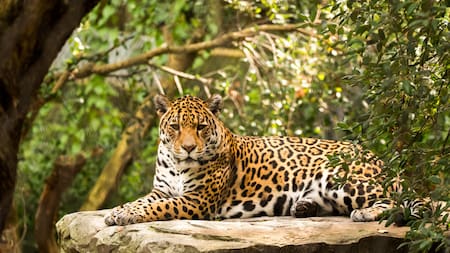 Día Internacional del Yaguareté. Foto: Unsplash.