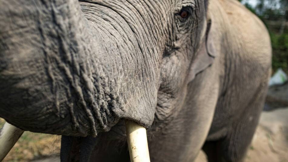 Un elefante embistió contra una multitud e hirió a 23 personas. Foto: Unsplash.