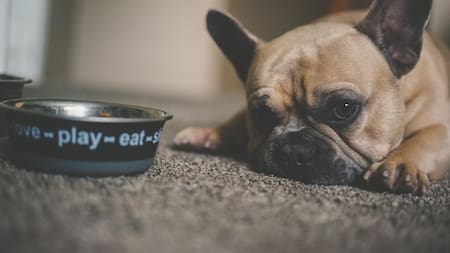 La música suave ayuda a relajarse a los perros