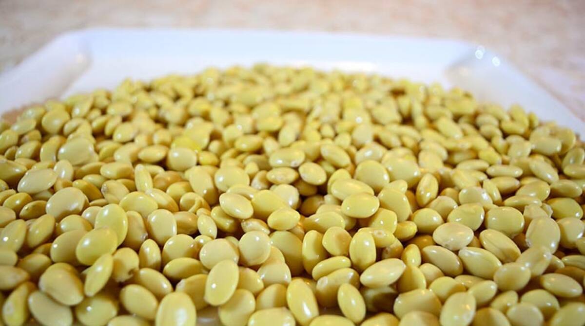 Tarwi, alimento.