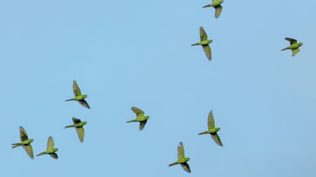 Aves, pájaros, vuelo, ciencia. Foto: Unsplash