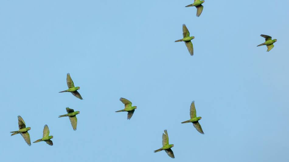 Aves, pájaros, vuelo, ciencia. Foto: Unsplash