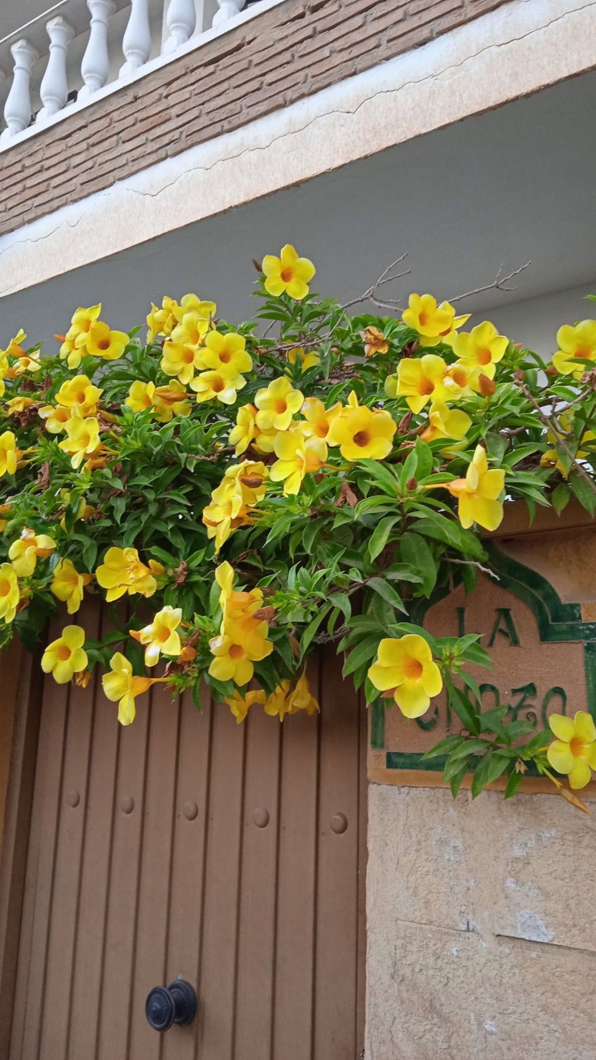 La Copa de Oro se destaca por sus flores amarillas en forma de trompeta y su capacidad para trepar sobre pérgolas, cercos y muros