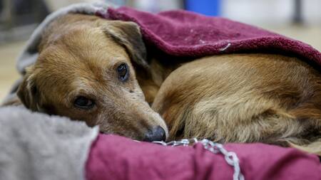 Perros rescatados de la inundación en Brasil. Foto: EFE.