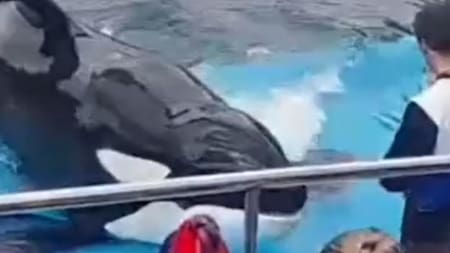 La orca más vieja de Mundo Marino. Foto: captura de video.