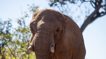 Murió Pupy, la elefanta que había sido trasladada del Ecoparque a Brasil.