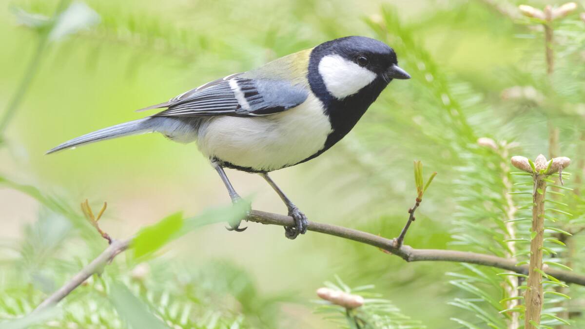 Herrerillo japonés. Foto: Unsplash.