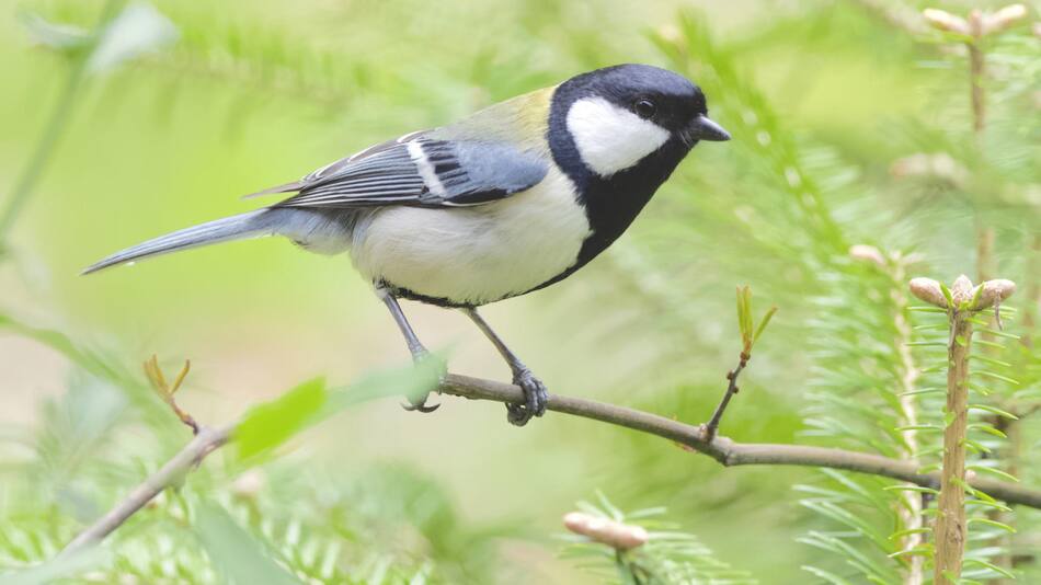 Herrerillo japonés. Foto: Unsplash.