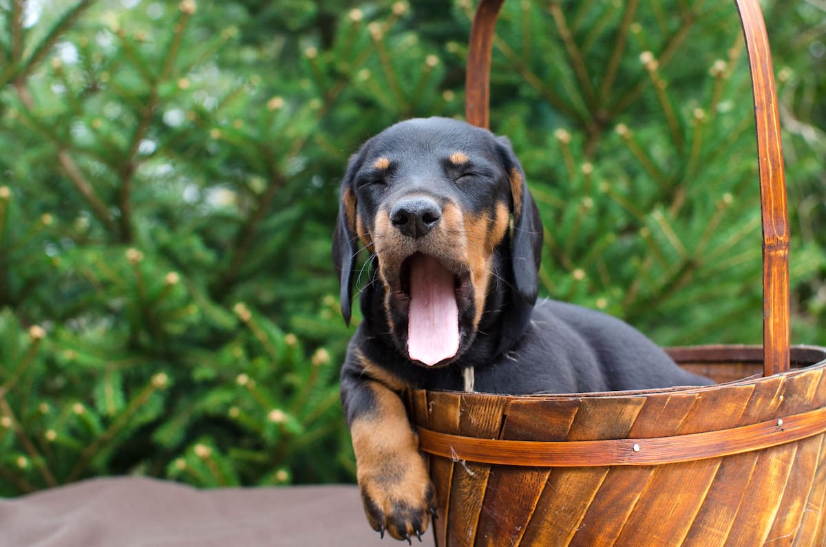 Perros salchichas.