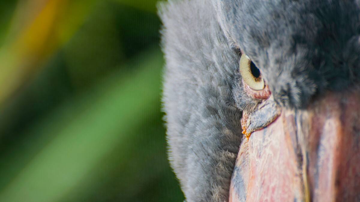 cigüeña picozapato. Foto: Unsplash