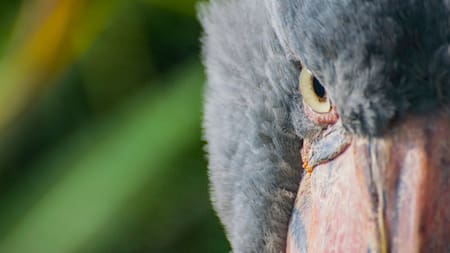 cigüeña picozapato. Foto: Unsplash